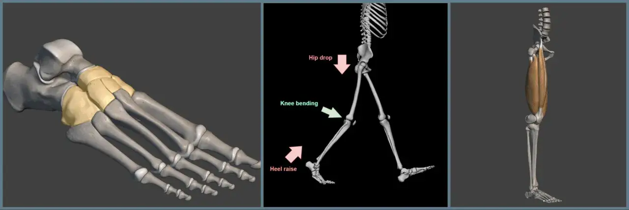 Anatom&iacute;a del pie y movimiento al caminar, mostrando tipos de pisadas, cadera y rodilla.
