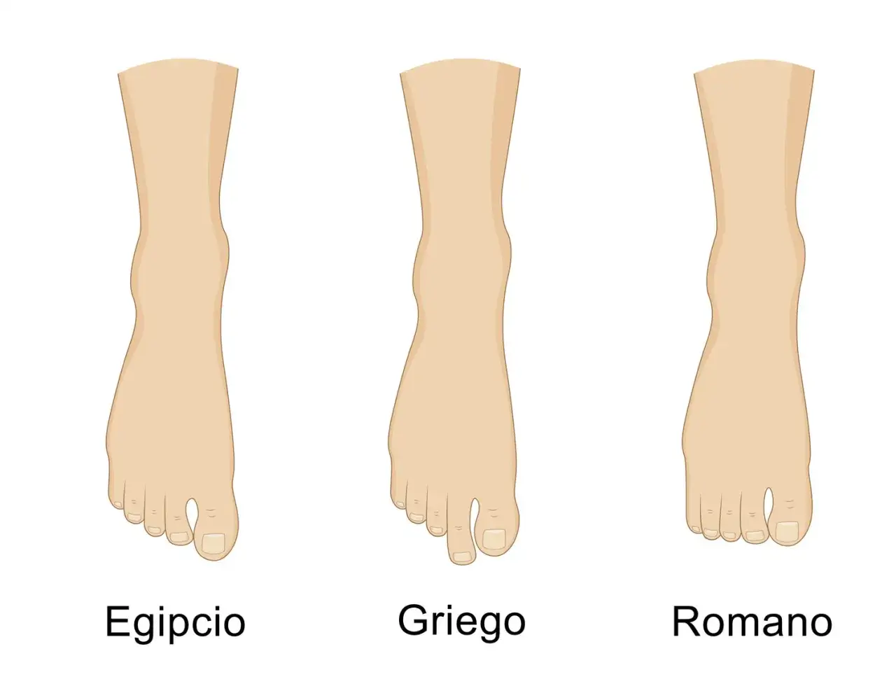 Tres tipos de pies: el pie egipcio con el dedo gordo m&aacute;s largo, el griego con el segundo dedo m&aacute;s largo, y el romano con todos los dedos casi iguales.