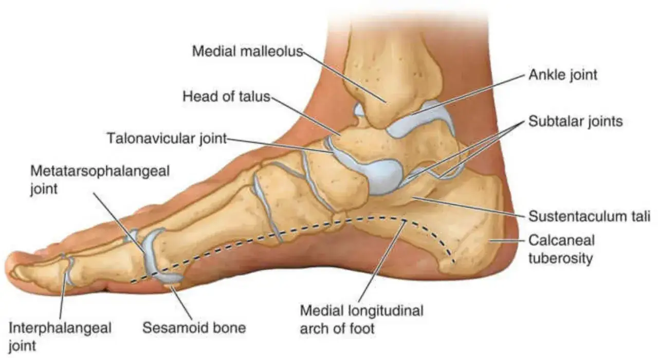 Anatomía del pie, mostrando el tobillo, articulaciones y el arco plantar.